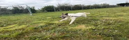 Mixed Breed dogs for adoption: Jellybean - Norwich Norfolk  - Advert 4
