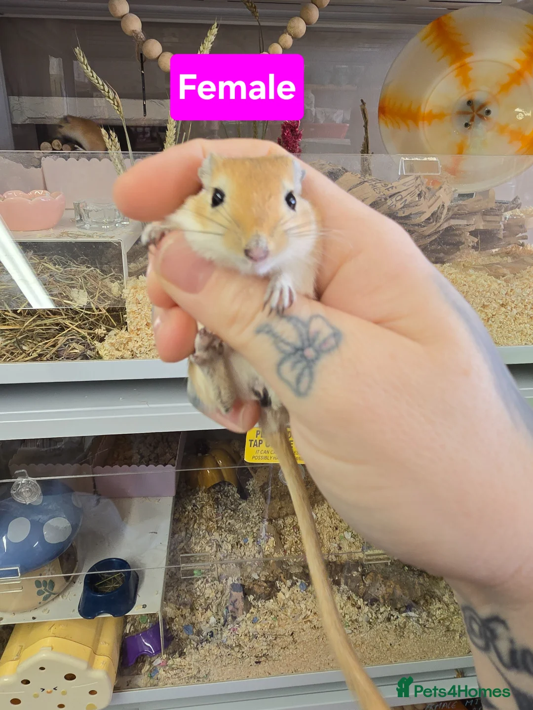 Gerbil rodents for sale: Baby gerbils boys and girls mixed colours  - Advert 2