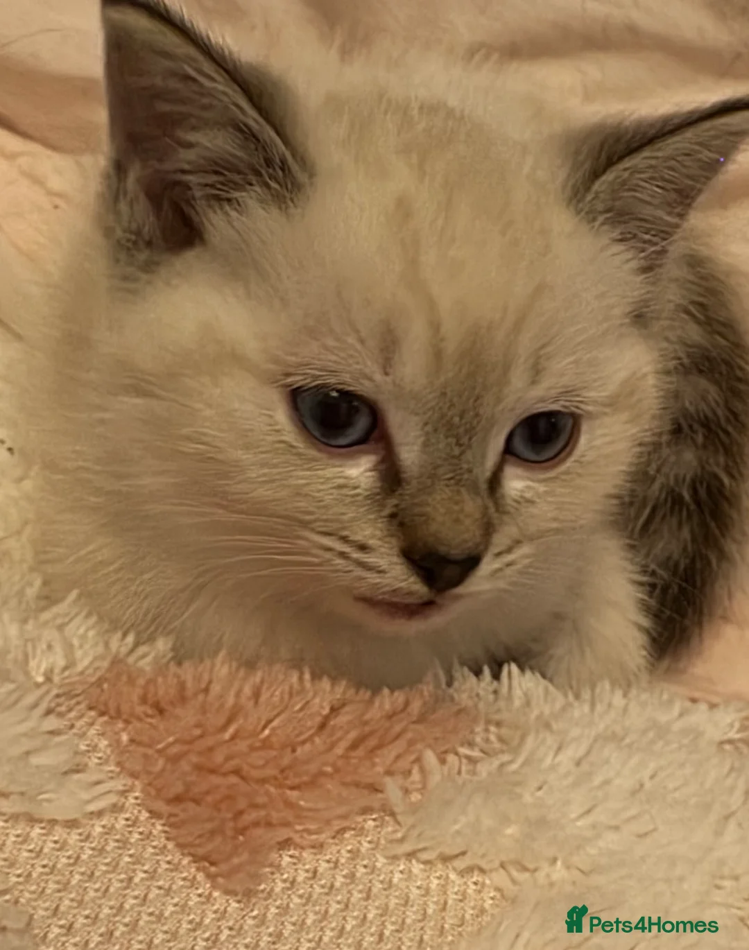 Mixed Breed cats for sale: READY NOW Male BSH x Ragdoll Kitten in North Shields - Advert 2