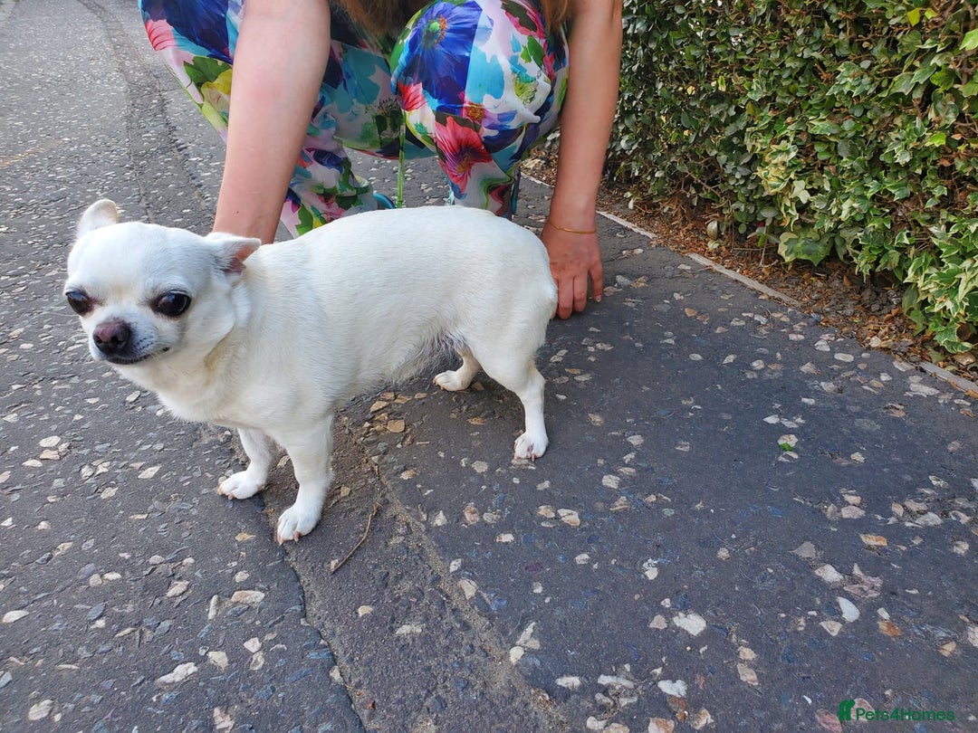Chihuahua dogs for sale: Pedigree Chihuahua. 7 Years old & Vaccinated - Advert 8