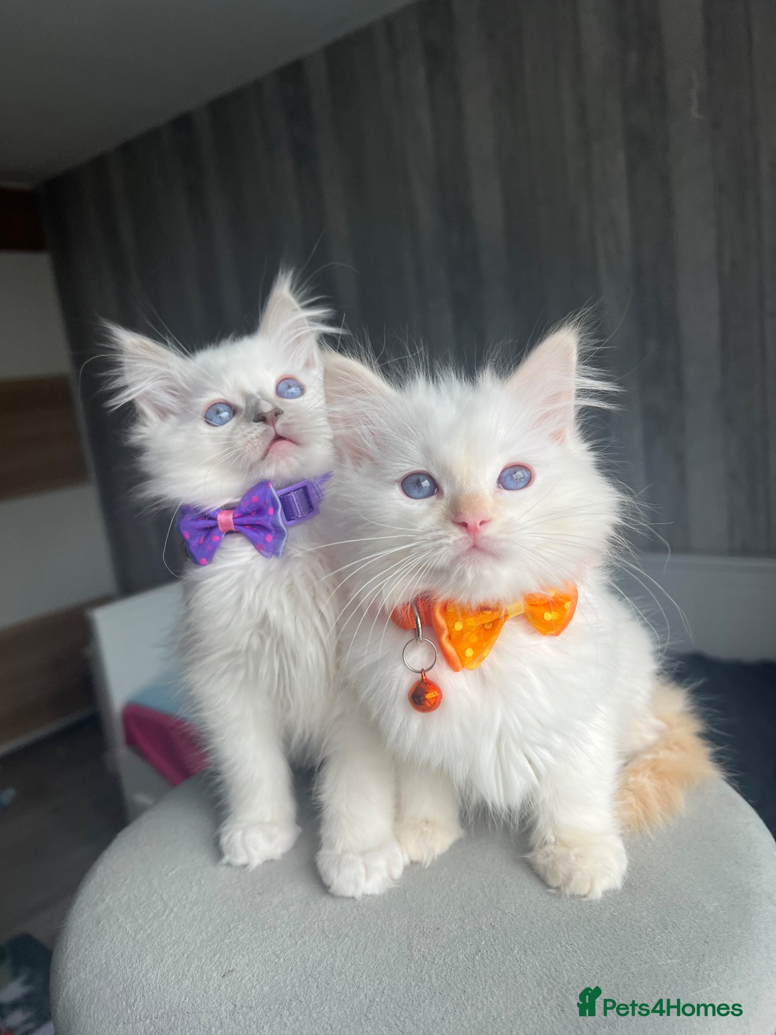 Ragdoll cats Pedigree Ragdoll kittens  - Advert 12