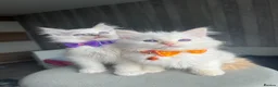 Ragdoll cats for sale: GCCF Pedigree Ragdoll kittens  - Advert 18