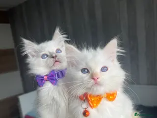 Ragdoll cats Pedigree Ragdoll kittens - Advert 12
