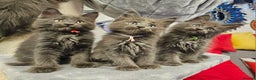 Maine Coon cats for sale: 🔥*STUNNING Litter of 6 Solid*💎*Blue Maine Coon💎 - Advert 1