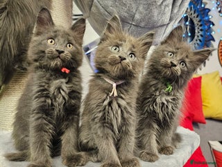 Maine Coon cats 🔥*STUNNING Litter of 6 Solid*💎*Blue Maine Coon💎 - Advert 3