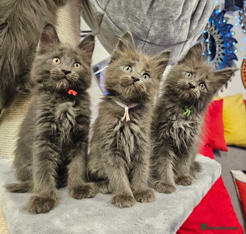 Maine Coon cats 🔥*STUNNING Litter of 6 Solid*💎*Blue Maine Coon💎 - Advert 1