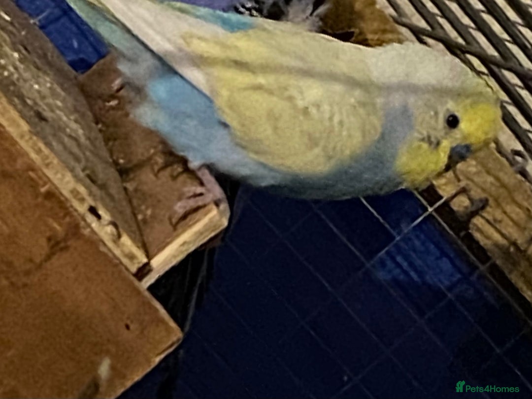 Budgerigars birds for sale: 3 boy budgies for sale  - Advert 8