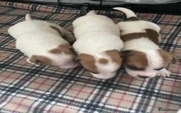 Mixed Breed dogs for sale: Chihuahua x Jack Russell puppies - Image 19