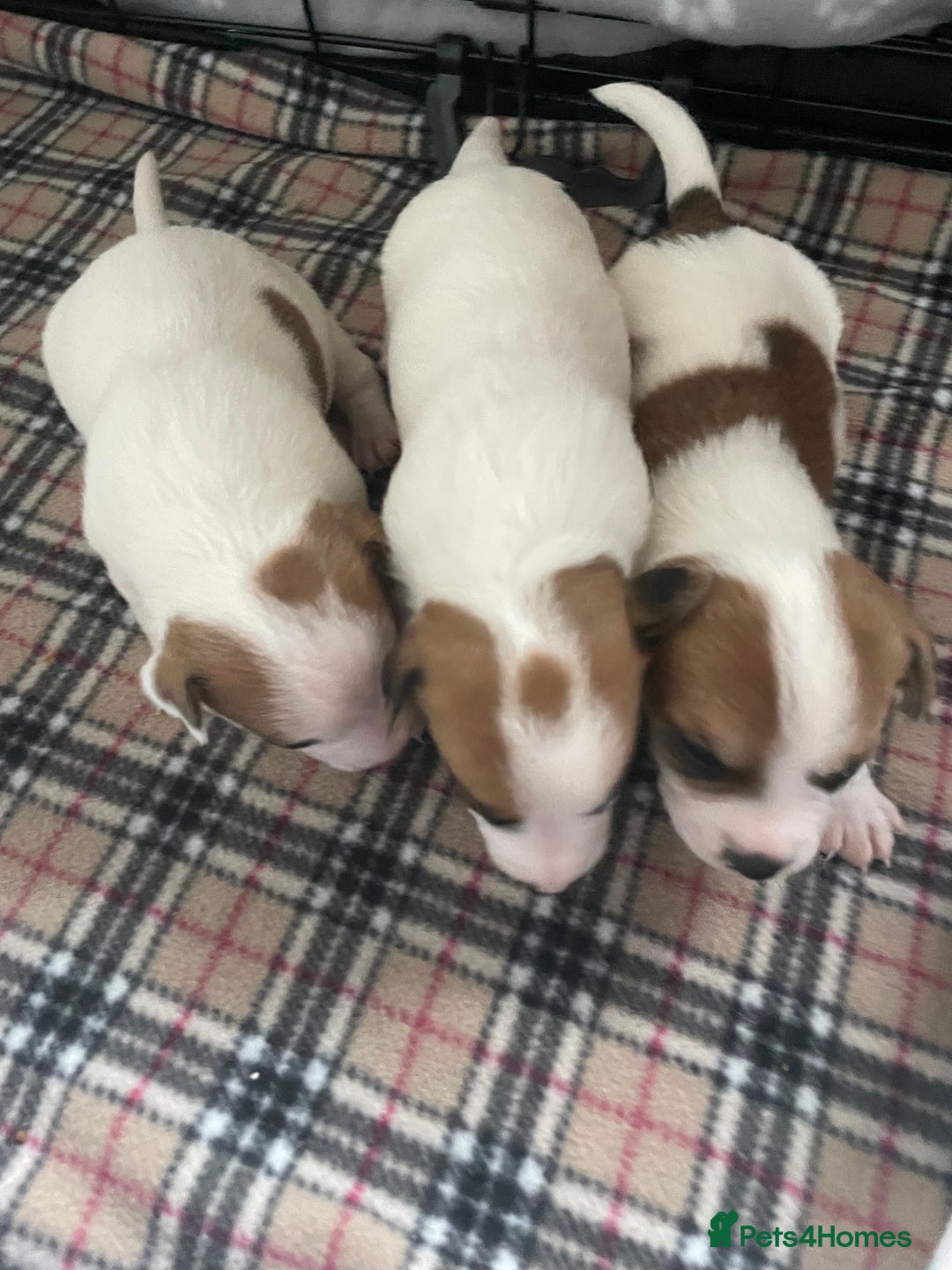 Mixed Breed dogs for sale: Chihuahua x Jack Russell puppies - Image 19