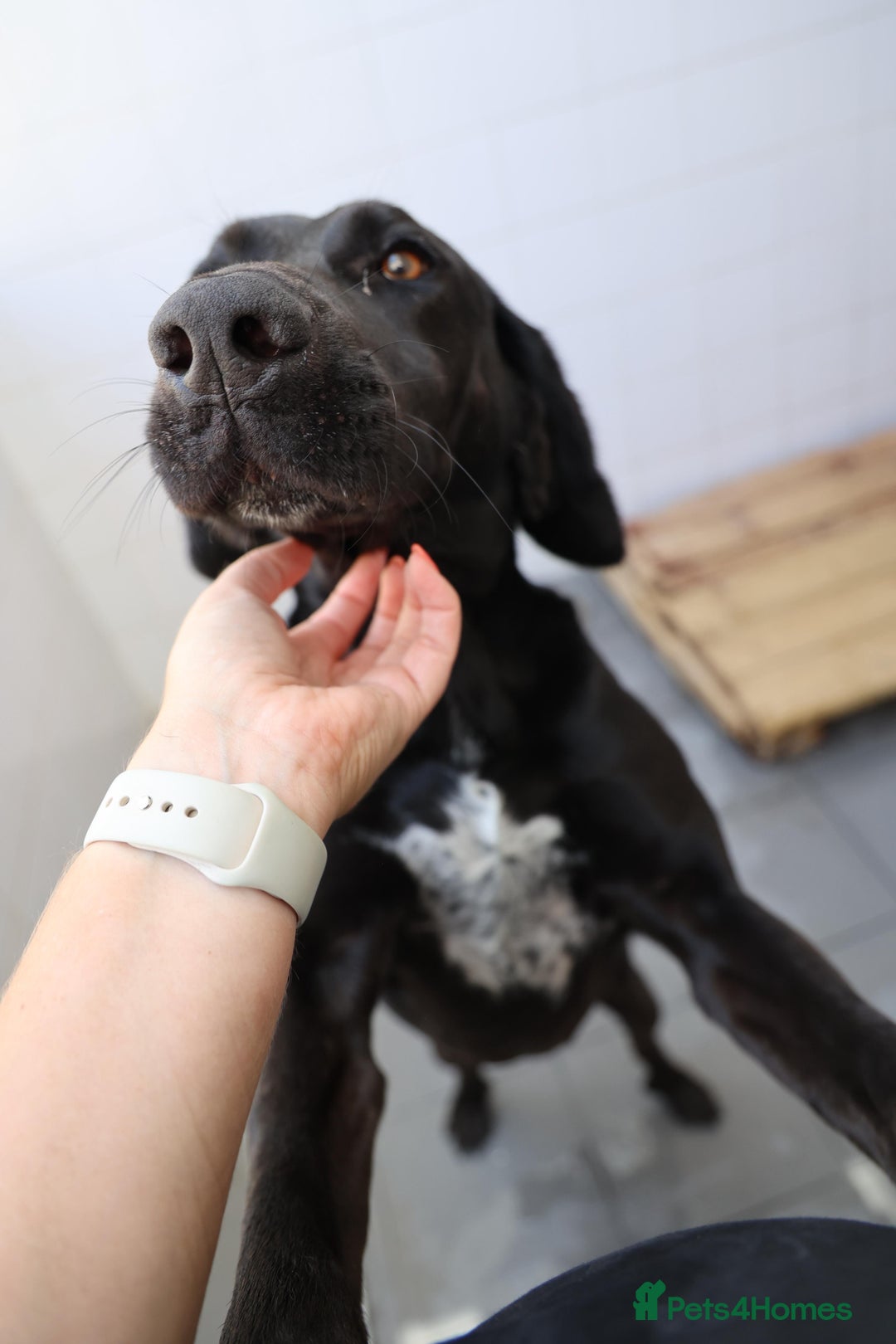 Mixed Breed dogs for adoption: Adorable Angus - Image 6
