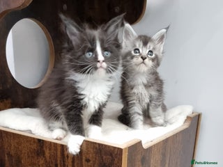 Maine Coon cats - Advert 10