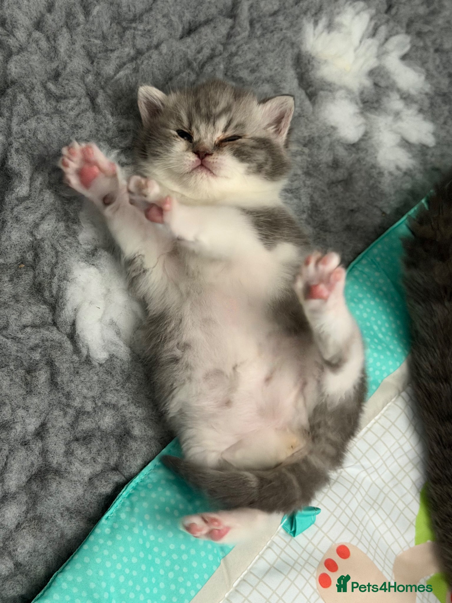 British Shorthair cats Stunning true to type British shorthair kittens - Advert 18