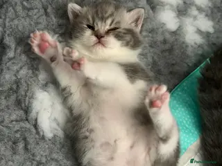 British Shorthair cats Stunning true to type British shorthair kittens - Advert 1