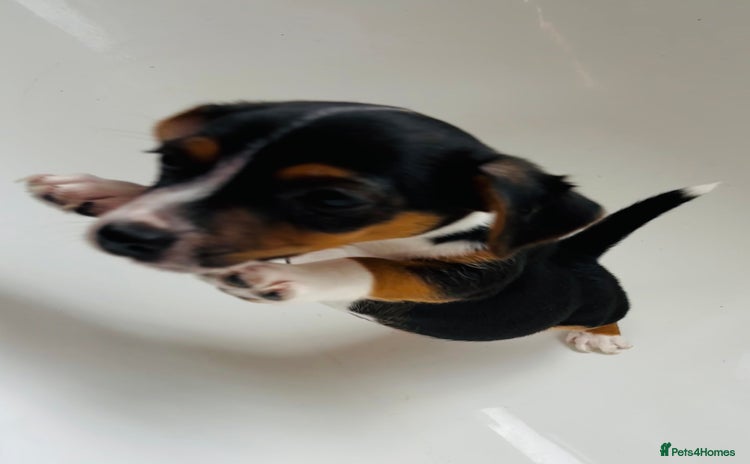Jack Russell dogs - Advert 1