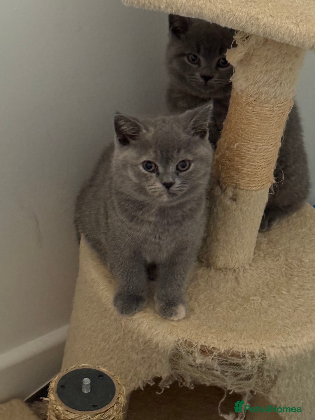 British Shorthair cats for sale: Stunning BSH furry babies all reserved  - Advert 10