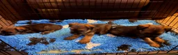 Border Terrier dogs for sale: Stunning slem free KC reg border terrier girls  - Advert 10