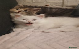 Maine Coon cats for sale: Female white mainecoon kitten.  - Image 5