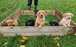 Labrador Retriever dogs for sale: Black and Gold Labrador Pups - Image 1