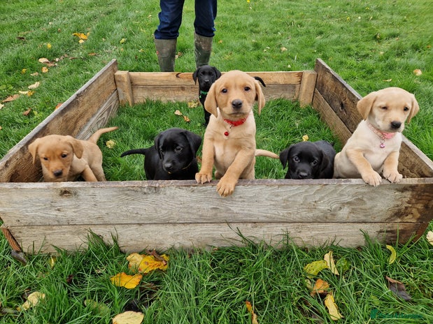 Labrador Retriever dogs - Advert 11