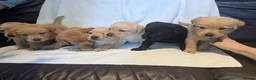 Labrador Retriever dogs for sale: Labrador Pups KC Reg.  - Advert 1