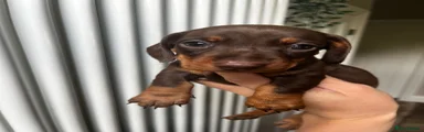 Miniature Dachshund 2