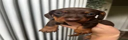 Miniature Dachshund dogs for sale: KC Reg Miniature Dachshund  - Advert 4