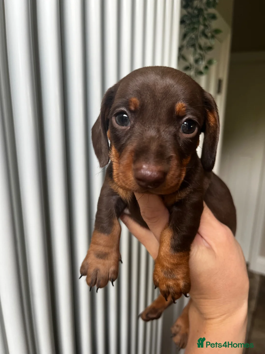 Miniature Dachshund dogs for sale: KC Reg Miniature Dachshund  - Advert 1