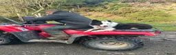 Border Collie dogs for sale: 5 Collie Pups - Advert 17