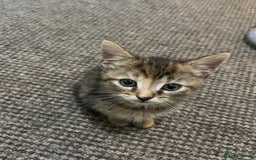 European cats for sale: Adorable kittens for sale  - Image 12