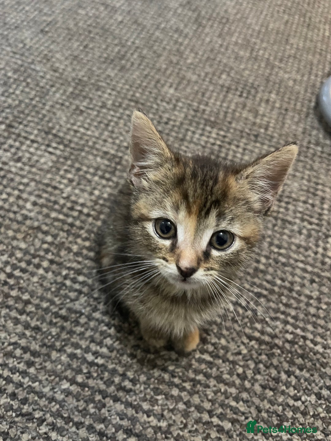 European cats for sale: Adorable kittens for sale  - Image 12