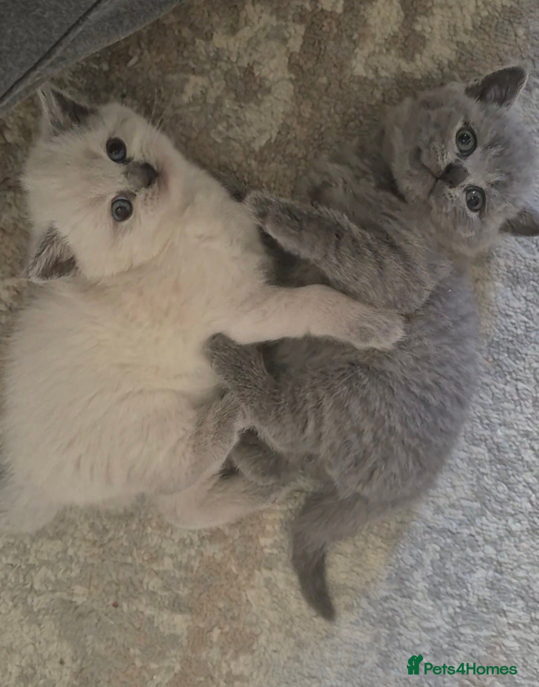 British Shorthair cats 1x boy 1x girl british shorthair kittens LAST 2 - Advert 4