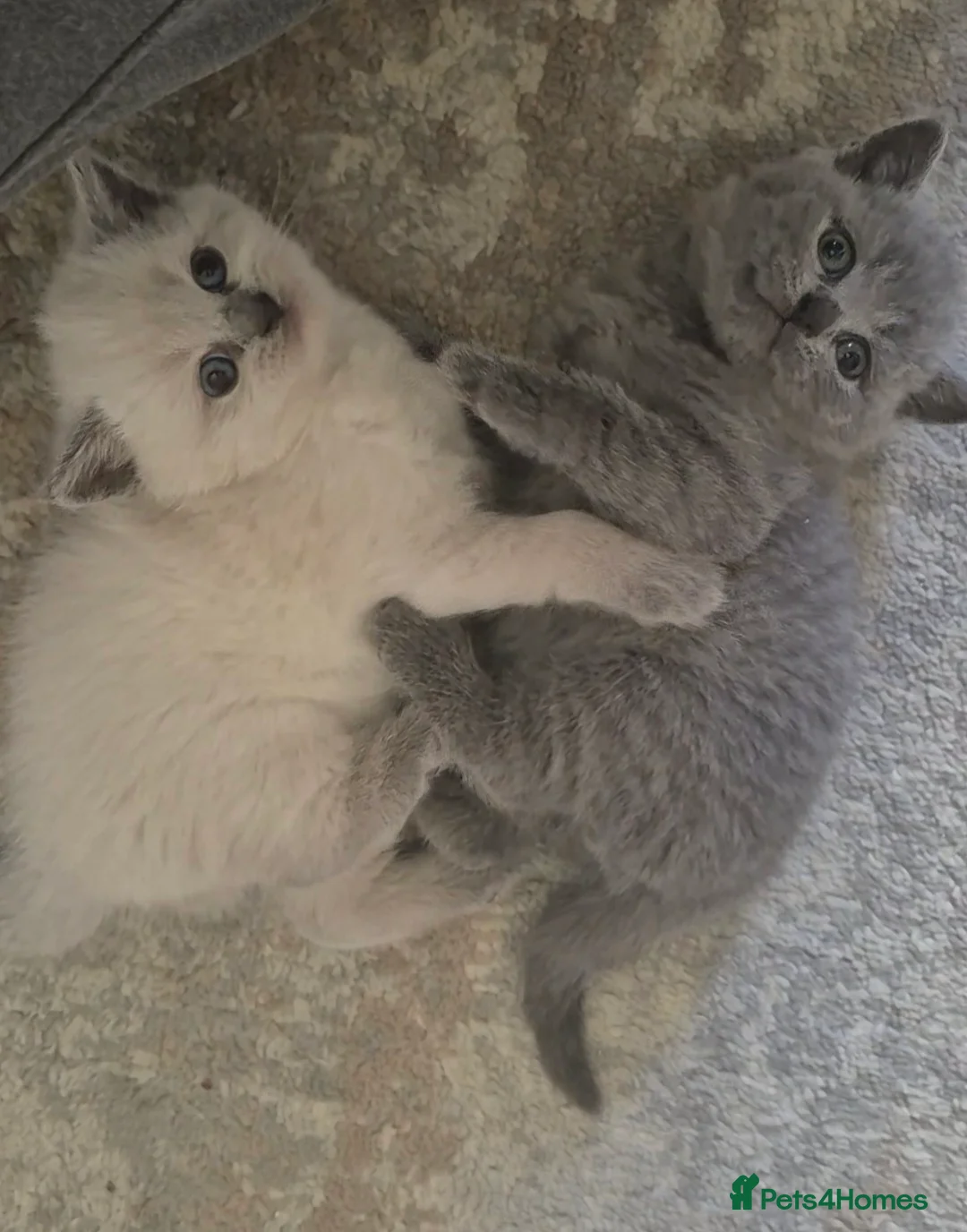 British Shorthair cats for sale: 1x boy 1x girl british shorthair kittens LAST 2 - Advert 1
