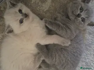 British Shorthair cats 1x boy 1x girl british shorthair kittens LAST 2 - Advert 15