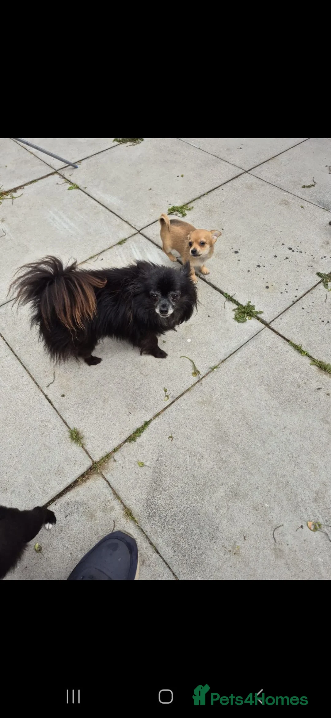 Chihuahua dogs for sale: Chihuahua puppies  in Liverpool - Advert 7