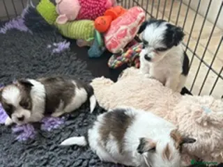 Chorkie dogs Miniature chorkies - Advert 2