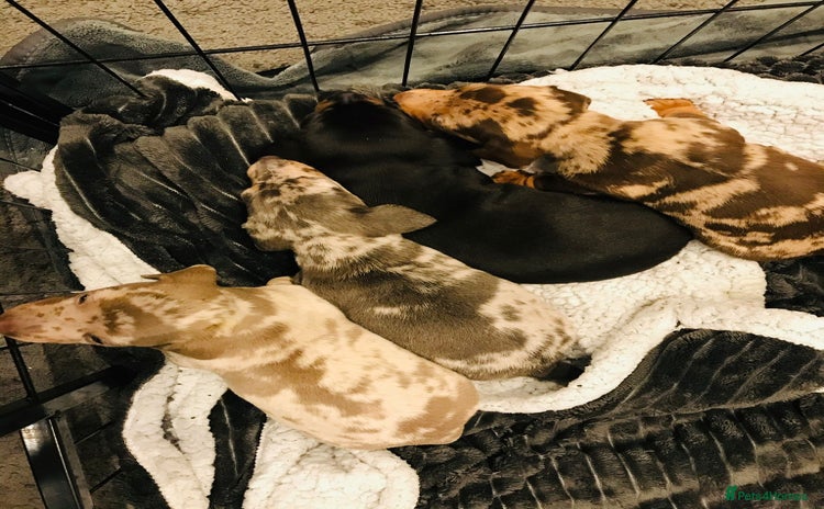 Miniature Dachshund dogs - Advert 1