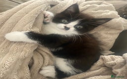 Persian cats for sale: Half Persian male  - Image 5