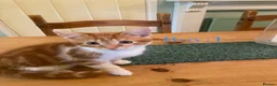 British Shorthair cats for sale: British Shorthair Kittens  - Advert 18