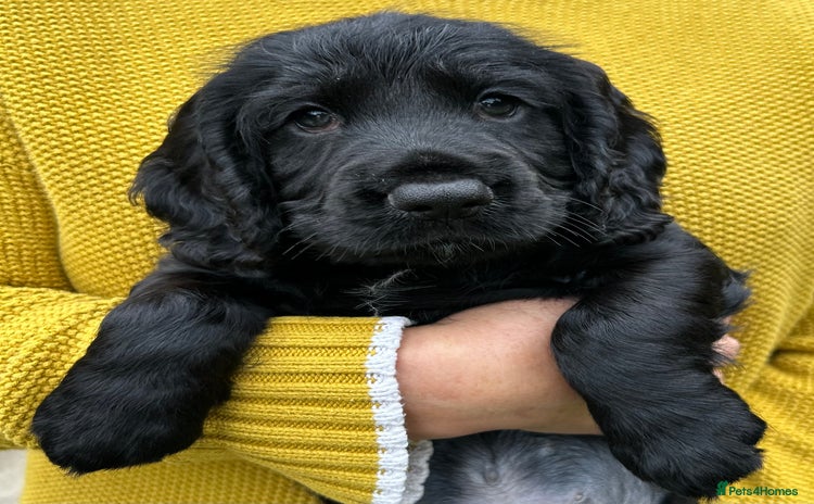 Cocker Spaniel dogs - Advert 10