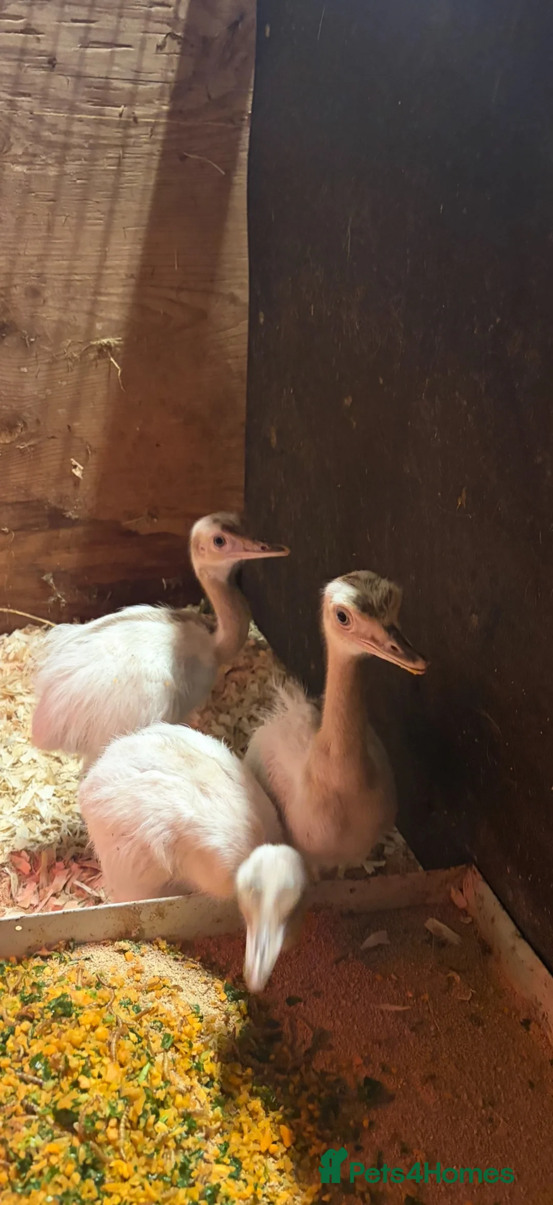 Emus poultry for sale: White Rhea chicks in Keighley - Advert 3