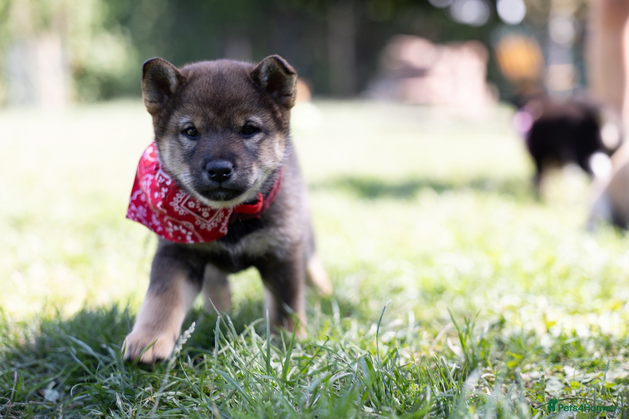 Japanese Shiba Inu dogs Rare Black Sesame Shiba | Japanese Bloodlines - Advert 1