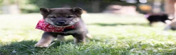 Japanese Shiba Inu dogs for sale: Rare Black Sesame Shiba | Japanese Bloodlines - Advert 1
