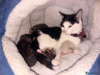 Mixed Breed cats 1 Female and 1 Male - Advert 11