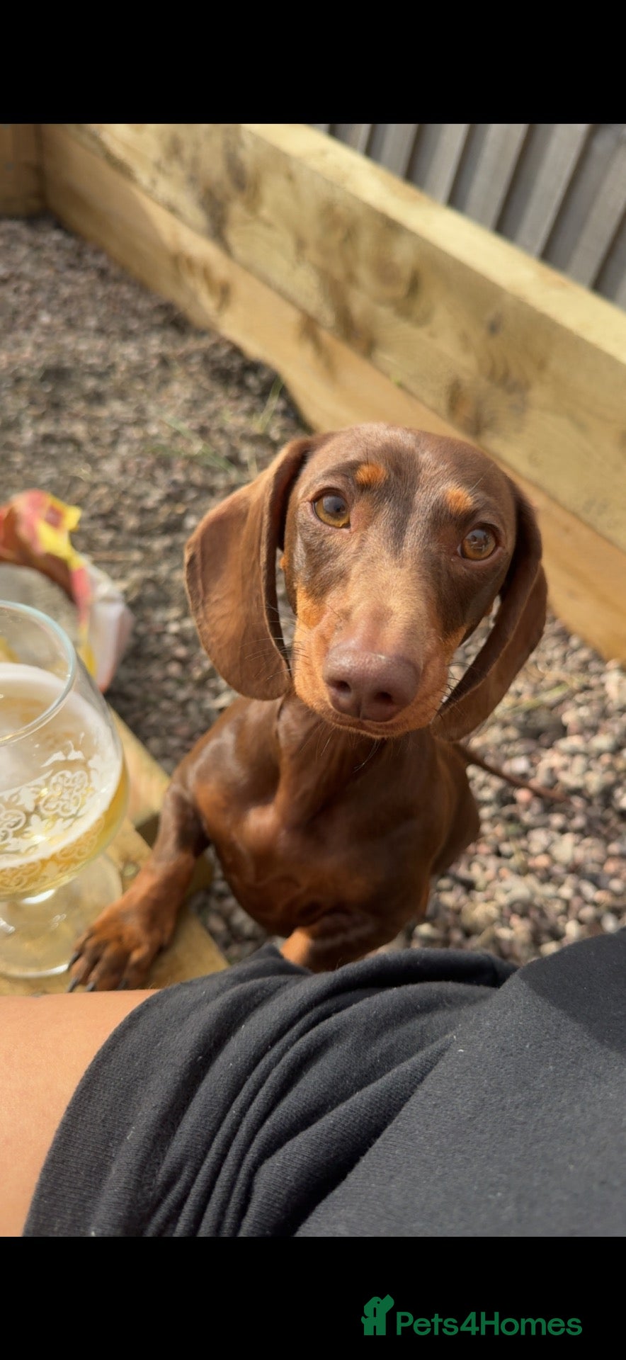 Miniature Dachshund dogs Two Miniature Dachshund Boys 🩵🐾 - Advert 1