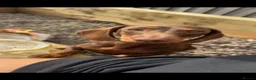 Miniature Dachshund dogs for sale: Two Miniature Dachshund Boys 🩵🐾 - Advert 2