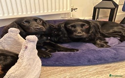 Cocker Spaniel dogs for sale: Working cocker spaniels - EXCELLENT BLOODLINE - Image 6
