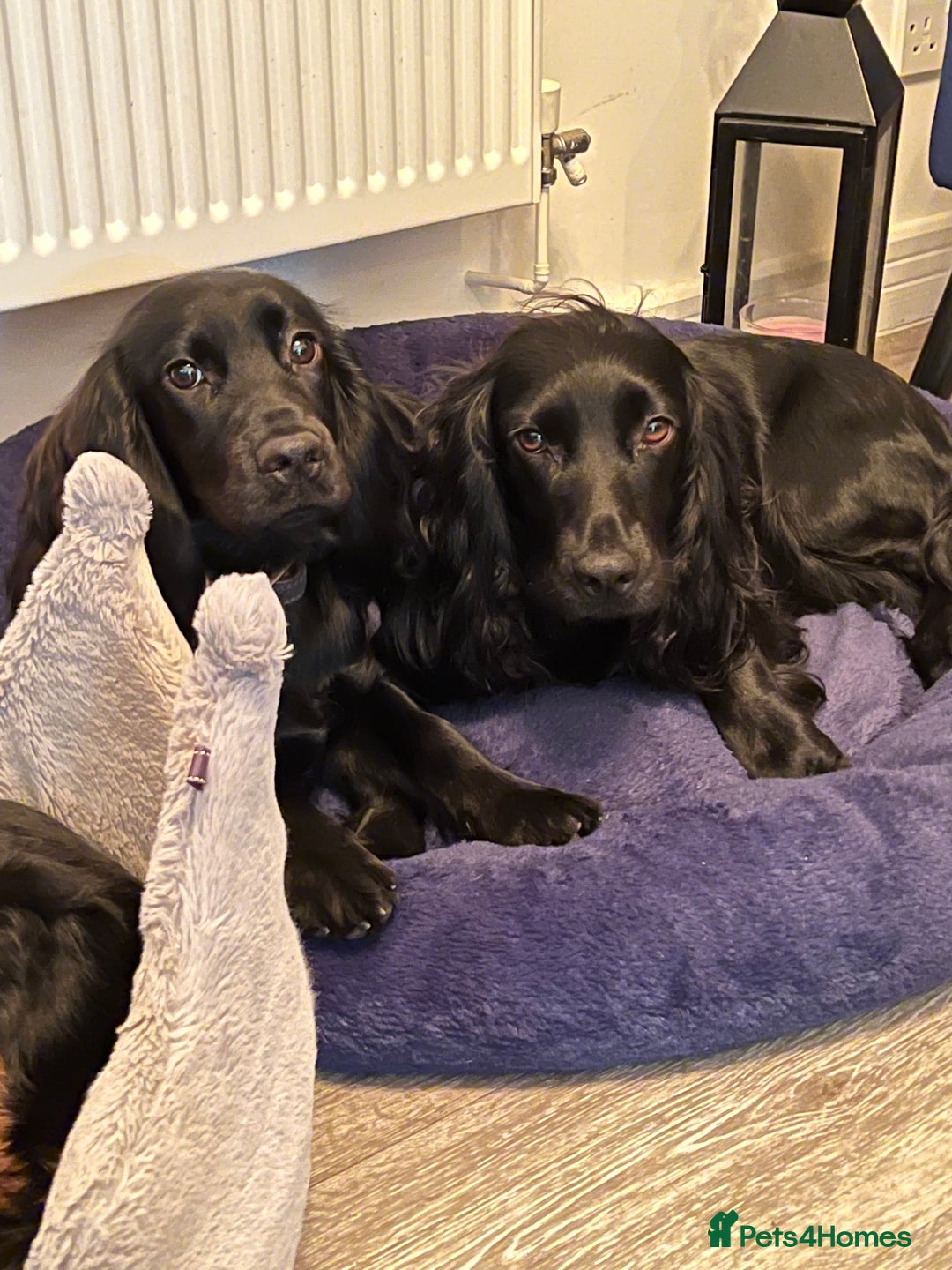 Cocker Spaniel dogs for sale: Working cocker spaniels - EXCELLENT BLOODLINE - Image 6