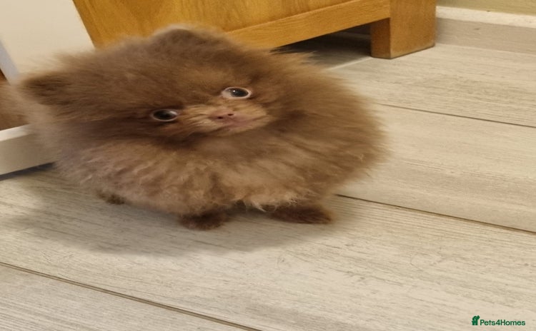 Pomeranian dogs - Advert 2