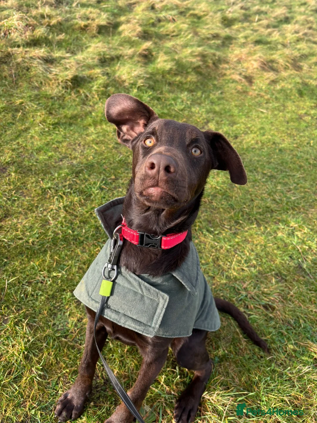 Mixed Breed dogs for sale: Lovely Buttons needs his family  - Advert 8