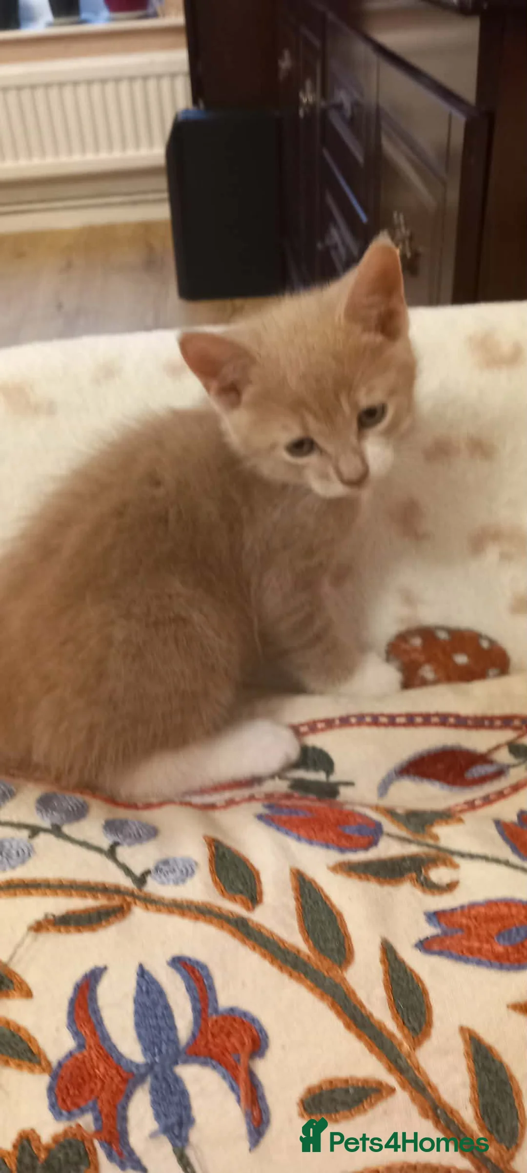 Mixed Breed cats for sale: Kitten  - Advert 10